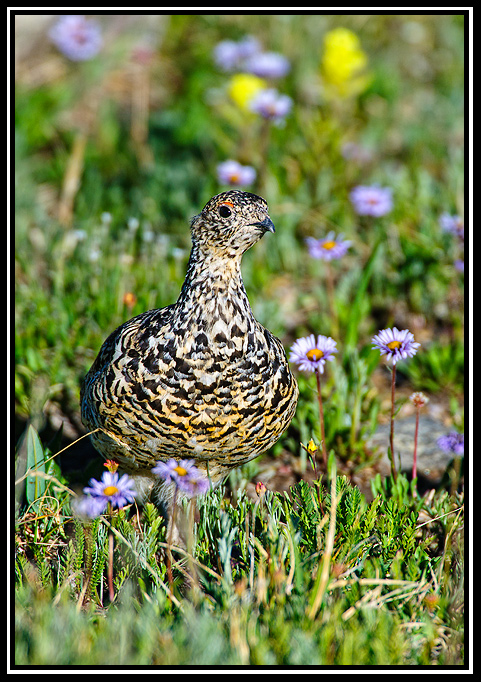 white-tailed ptarmigan