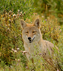 Coyote-in-the-grass